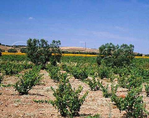 Vineyard olive trees and sunflowers at Villarrasa   Huelva Province Andaluca Spain  DO Condado de   Huelva