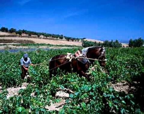 Ploughing vineyard with horse near Villarrasa   Huelva Province Andalucia Spain  DO Condado de   Huelva