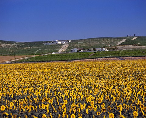 Vineyards on albariza soil above field of  sunflowers Jerez Andaluca Spain  Sherry