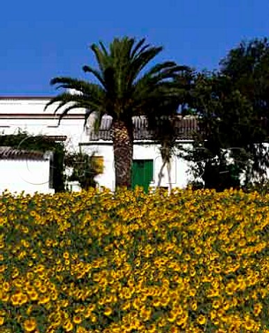Sunflowers surround a typical white house and palm   tree near Jerez de la Frontera Andalucia Spain    Sherry