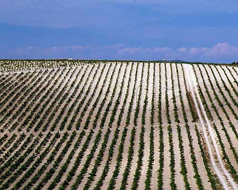 Palomino Fino vines planted in the superb albariza   soil almost pure chalk of Emilio Lustaus   Montegillilo vineyard north of Jerez de la   Frontera Andaluca Spain Sherry