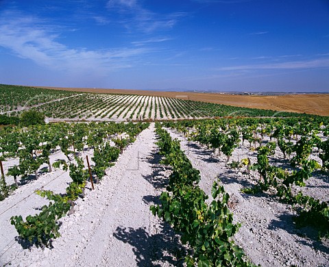 Palomino Fino vines planted in the albariza soil almost pure chalk of Emilio Lustaus Montegillilo vineyard Jerez de la Frontera Andalucia Spain Sherry