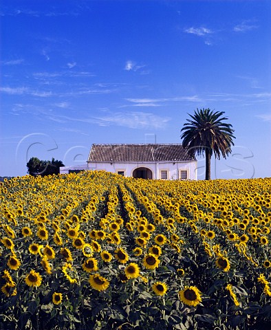 Typical white house with palm tree and sunflowers Near Jerez Andaluca Spain    Sherry