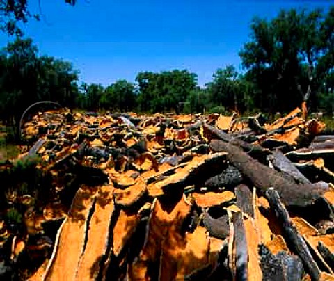 Cork stripped from the trunks of Cork Oaks east of   Arcos de la Frontera   Andalucia Spain