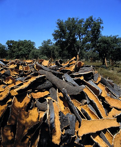 Cork stripped from the trunks of Cork Oaks   Arcos de la Frontera Andaluca Spain