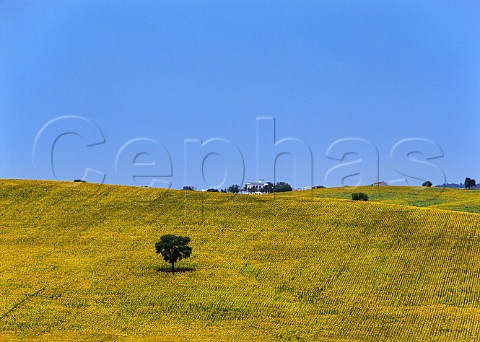 Field of sunflowers east of Arcos de la Frontera Andalucia Spain