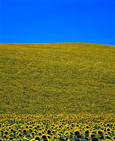 Field of sunflowers with blue sky   east of Arcos de la Frontera Andaluca Spain