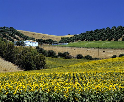 Typical landscape with white farmhouse sunflowers   and olive groves Arcos de la Frontera Andaluca   Spain