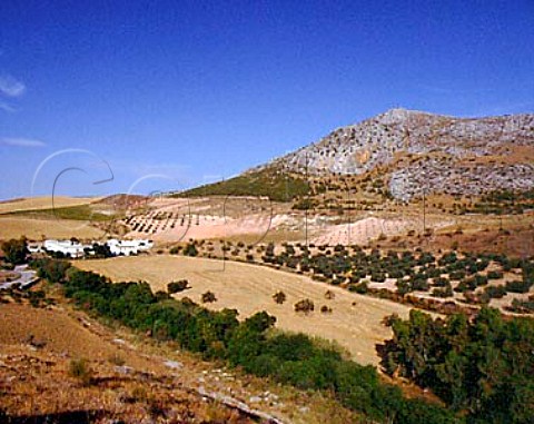 Olive groves in the landscape northwest of Ronda   Andaluca Spain