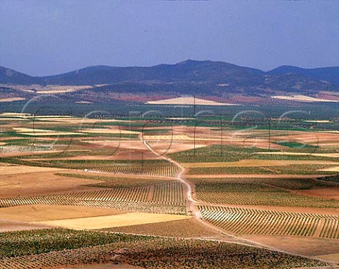 Vineyards on the plain of La Mancha at Consuegra   CastillaLa Mancha Spain