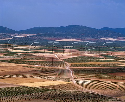 Vineyards on the plain of La Mancha near Consuegra CastillaLa Mancha Spain La Mancha