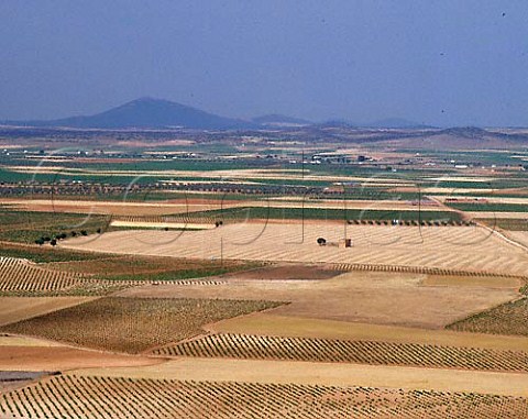 Vineyards on the plain of La Mancha at Consuegra   CastillaLa Mancha Spain