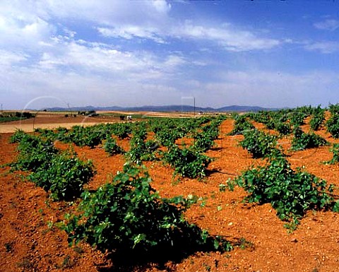 Vineyard on red soil near Consuegra CastillaLa   Mancha Spain