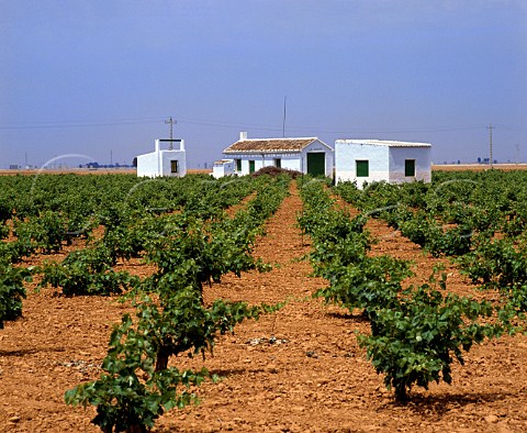 White buildings amidst the vineyards near   Manzanares CastillaLa Mancha Spain     DO La Mancha