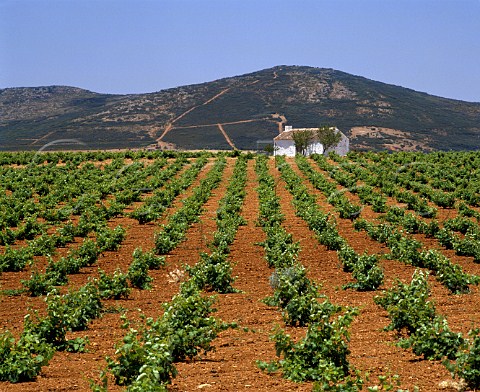 The remote estate of Casa de la Via southeast of   La Solona has the largest planting of the Cencibel   grape in the region 950 ha 2350 acres   CastillaLa Mancha Spain  Valdepeas