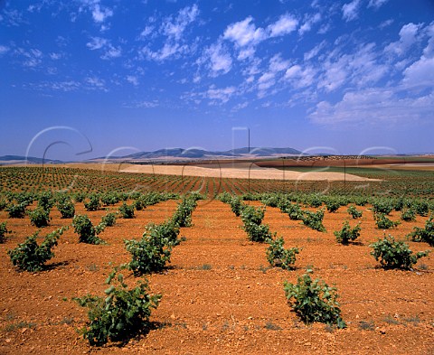 Vineyards northwest of Villanueva de los Infantes   CastillaLa Mancha Spain   DO Valdepeas