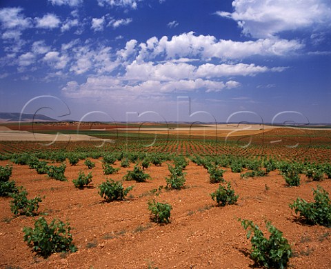 Vineyards northwest of Villanueva de los Infantes CastillaLa Mancha Spain DO Valdepeas