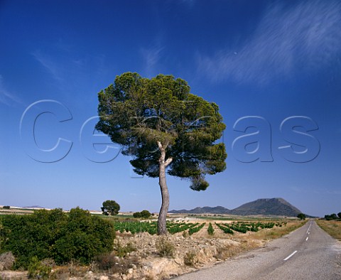 Vineyards and pine tree near Jumilla Murcia Province Spain  DO Jumilla
