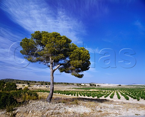 Vineyards and pine tree near Jumilla   Murcia Province Spain  DO Jumilla