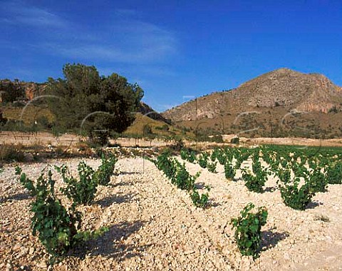 Vineyard near Jumilla with the Sierra de las Cabras   beyond Murcia Province Spain  DO Jumilla