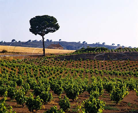 Vineyard near Jumilla Murcia Province Spain  DO   Jumilla