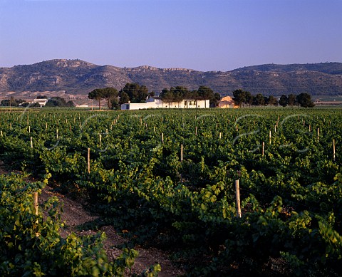 Vineyards of Finca Chaconero near Villena   Alicante Province Spain DO Alicante