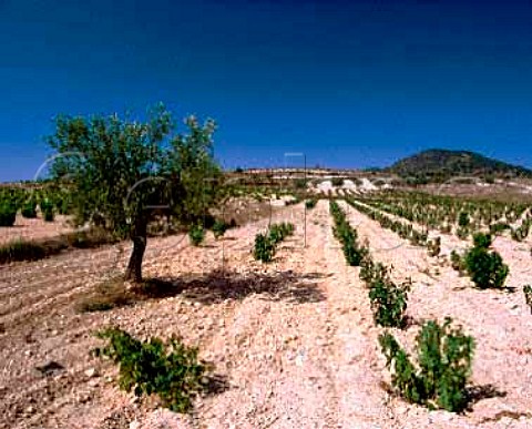 Vineyard south of Yecla Murcia Province Spain DO   Yecla