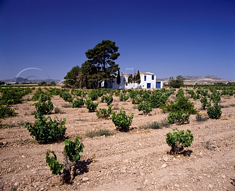Vineyard and white house near Yecla   Murcia Province Spain   DO Yecla