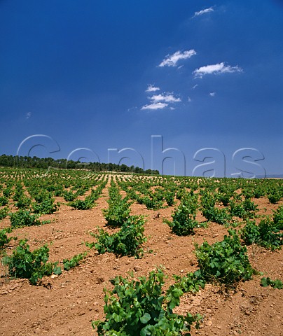 Vineyard near Almansa Albacete Province Spain DO Almansa
