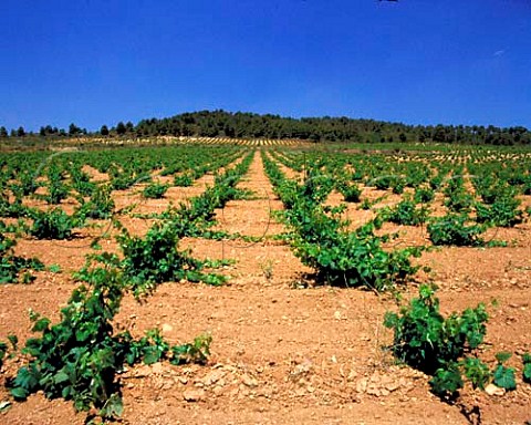 Vineyard north of Almansa Albacete Province   CastillaLa Mancha Spain DO Almansa