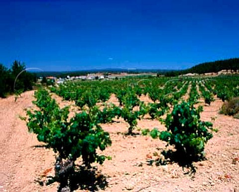 Vineyards near Los Pedrones Valencia Province   Spain  DO Utiel Requena