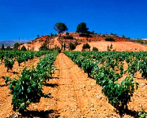Vineyards near Requena Valencia Province Spain    DO Utiel Requena