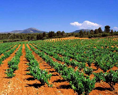 Vineyards near Requena Valencia Spain    DO UtielRequena