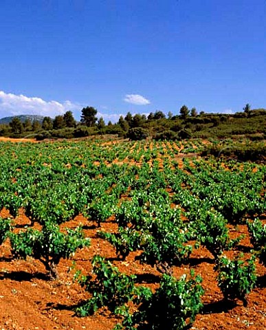 Vineyards near Requena Valencia Spain  DO UtielRequena