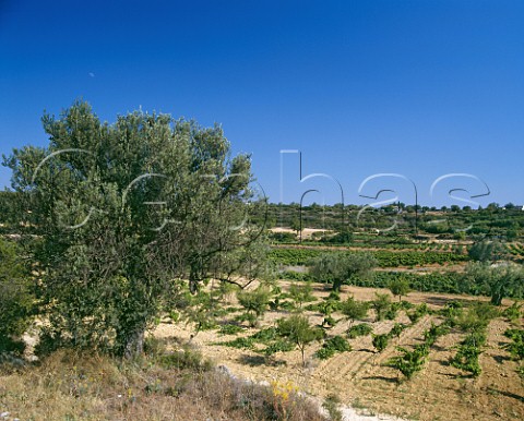 Vineyards near Cheste Valencia Province Spain DO Valencia