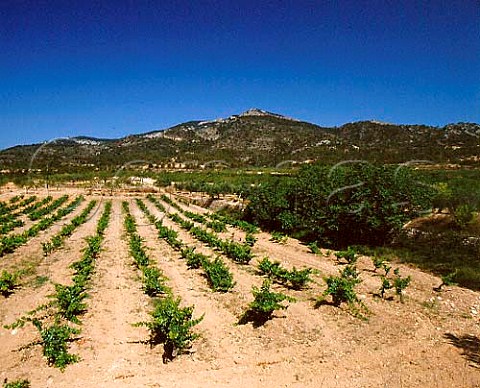 Vineyards south of Gandesa Tarragona Province   Catalonia Spain  DO Terra Alta