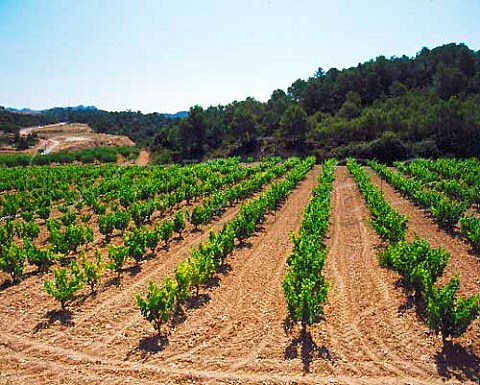 Vineyard near Gandesa Tarragona Province Spain    DO Terra Alta