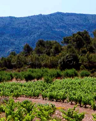 Vineyard near Gandesa Tarragona Province Spain    DO Terra Alta
