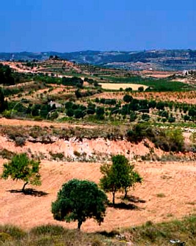 Landscape of vineyards and groves of almonds and   olives near Gandesa Tarragona Province Spain DO   Terra Alta