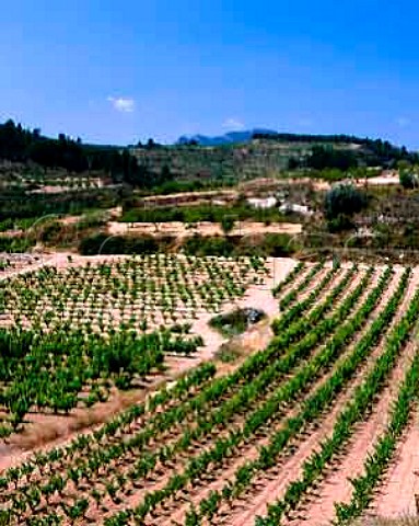 Vineyards near Gandesa Tarragona Province Spain   DO Terra Alta