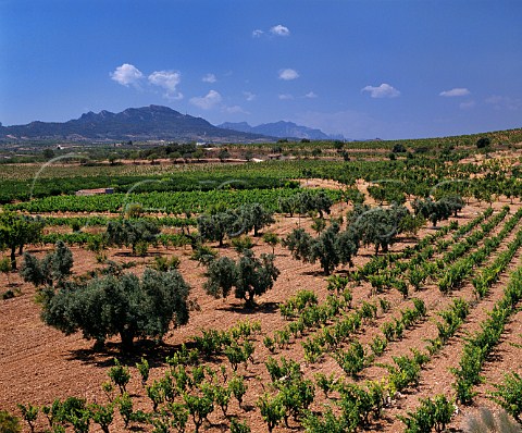 Vineyards and olive groves near Gandesa Tarragona Province Catalonia Spain DO Terra Alta