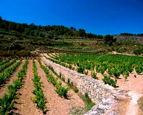 Terraced vineyards near Gandesa Tarragona Province   Spain DO Terra Alta