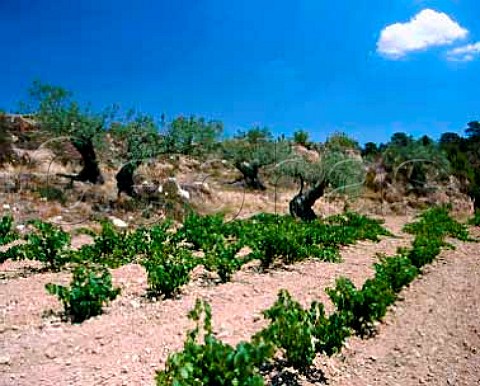 Vineyard and ancient olive trees near Mora de Ebro   Tarragona Province Spain DO Tarragona
