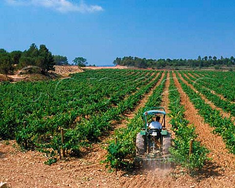 Ploughing between the rows in Torres Las Torres   vineyard Cabernet Sauvignon Merlot and Tempranillo   grapes are grown here at an altitude of 450m near   Mediona Catalonia Spain   Penedes
