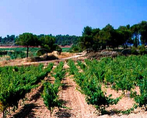Vineyards on Torres Las Torres estate at an altitude of 450m near Mediona Barcelona Province Spain Penedes