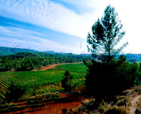 Torres Fransola Estate at an altitude of 550m near Santa Maria de Miralles Catalonia Spain Pinot Noir Sauvignon Blanc Parellada Gewurztraminer and   Riesling are planted here Alt Penedes