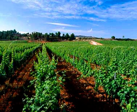 Torres Fransola Estate at an altitude of 550m near   Santa Maria de Miralles Catalonia Spain Beyond is   the house of Mas Borras which gives its name to a   15ha Pinot Noir vineyard High Penedes