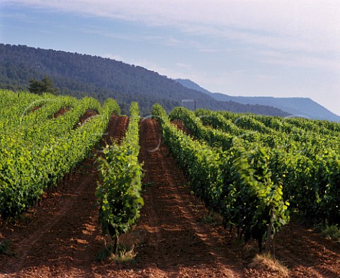 Fransola vineyard of Miguel Torres at an altitude of 550 metres near Santa Maria de Miralles Pinot Noir Sauvignon Blanc Parellada Gewrztraminer and Riesling are planted here  Catalonia Spain Peneds