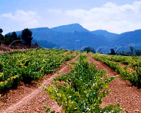 Tempranillo vineyard of Concavins near Montblanc   Tarragona Province Spain DO Conca de Barbera