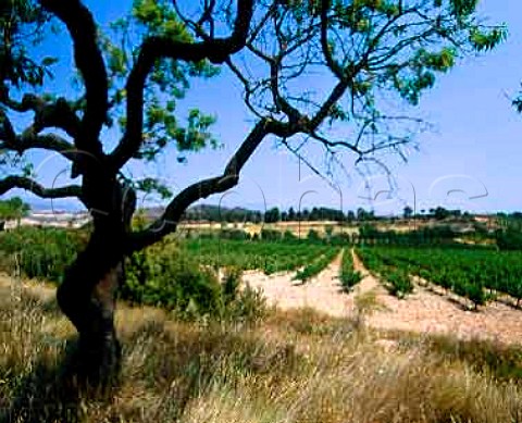 Cabernet Sauvignon vineyard of Concavins near   Montblanc Tarragona Province Spain   DO Conca de   Barbera